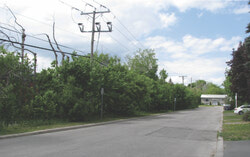 La rangée d’arbres qui bordait l’avenue des Calèches avant l’opération de coupe. Crédit : Bill Bebawy