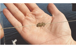 A cluster of spiny water fleas found on a fishing line. Photo: Carolane Riopel-Leduc