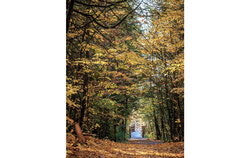 Les couleurs automnales au parc de la Forêt-Boucher. Photo : Fondation Forêt Boucher