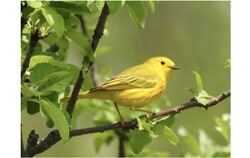 Yellow Warbler – Jean-Serge Vincent